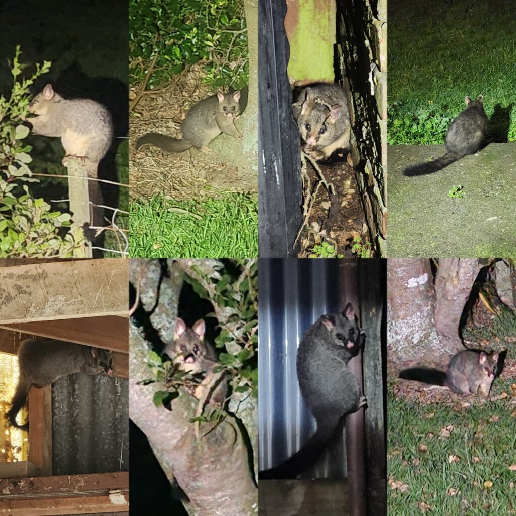Possums and wētā and cows, oh my! img 20260427 174354