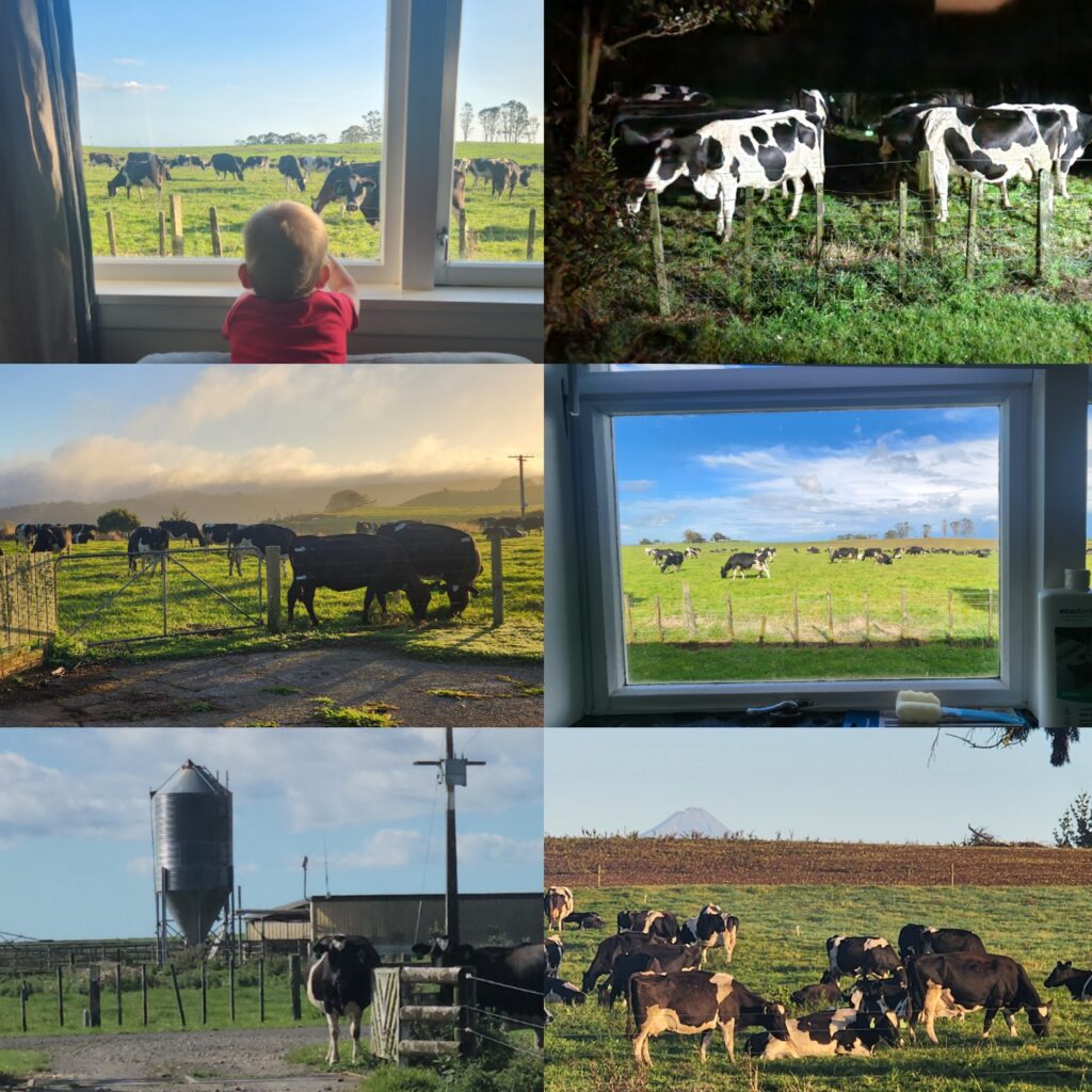 Possums and wētā and cows, oh my! img 20260427 180449